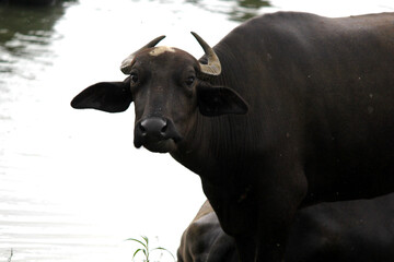 Naklejka premium close up shot of buffalo italian buffalo and indian buffalo