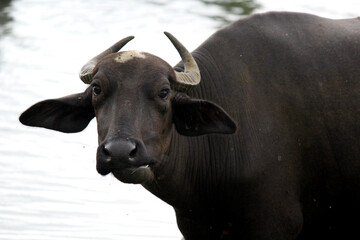 close up shot of buffalo italian buffalo and indian buffalo