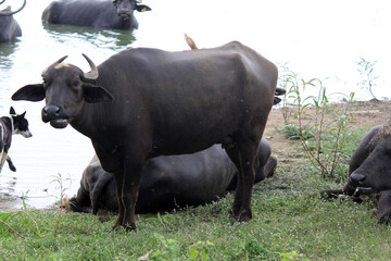 close up shot of buffalo italian buffalo and indian buffalo