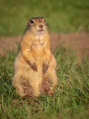Prairie dog standing on its hind legs and looking around