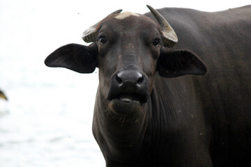 close up shot of buffalo italian buffalo and indian buffalo