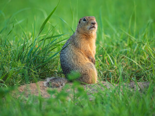 Prairie dog standing on its hind legs and looking around