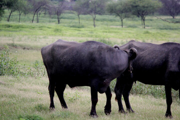 close up shot of buffalo italian buffalo and indian buffalo