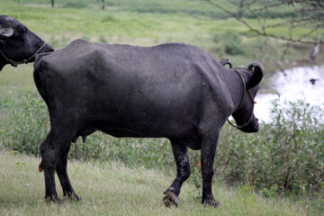 close up shot of buffalo italian buffalo and indian buffalo