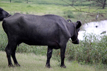 close up shot of buffalo italian buffalo and indian buffalo