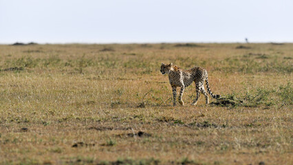 cheetah  in the vast wilderness of Africa © Herbert