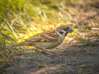 Eurasian tree sparrow perching on a ground.