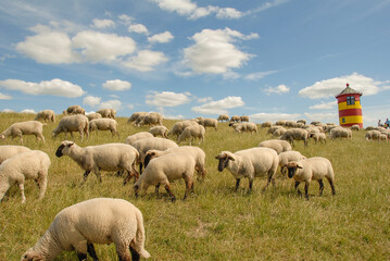Obraz premium Schafe am Leuchtturm von Pilsum