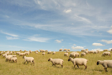 Schafe am Leuchtturm von Pilsum