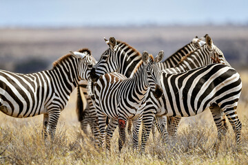 Zebra in the Savanna of Kenya