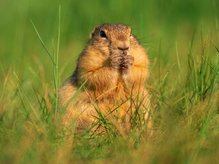 Prairie dog standing on its hind legs and looking around
