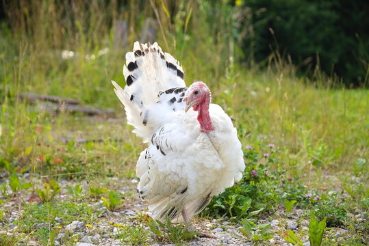 Truthenne am Weg - Cr&ouml;llwitzer Pute