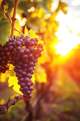 Vineyard sunset scene featuring ripe red wine grapes on a vine. Close-up shot of juicy grapes reflecting warm sunlight. Natural green foliage blurred in background.