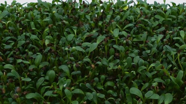 Time lapse and close up of alfalfa sprouts growing in soilless tray over course of almost 2 weeks. Microgreen container with soaking seeds was placed inside photography light box under low grow light.