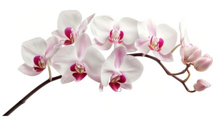 Naklejka premium White pink blooming Phalaenopsis orchid isolated on white background for home decor