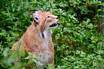 lynx in the woods