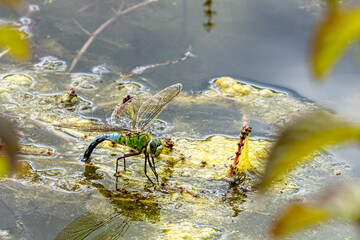 Weibliche Große Königslibelle (Anax imperator) bei der Eiablage 