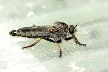  Raubfliege im Garten