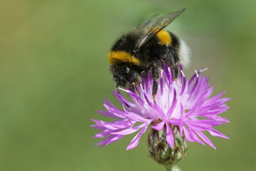 Wiesenhummel auf der Wiesenflockenblume