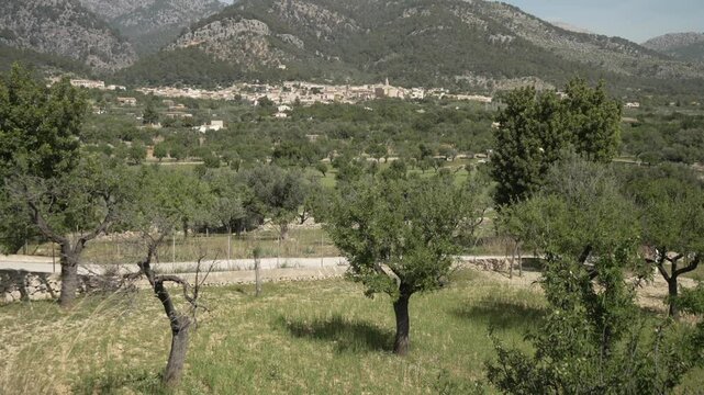 View of countryside and olive trees near hilltop town of Caimari, Majorca, Balearic Islands, Spain, Mediterranean, Europe