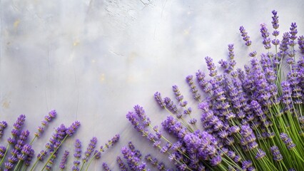 Purple lavender flowers on a grey background with copy space. Perfect for serene and elegant designs, nature-themed visuals, wellness promotions, and floral arrangements