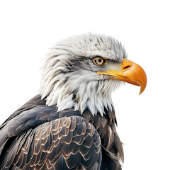 Fototapeta premium Eagle Closeup (PNG Cutout) isolated on a transparent background