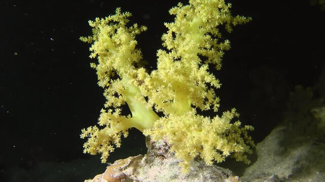 A bush of soft coral (Dendronephthya sp.) against the background of a dark water column slowly twists with the current.