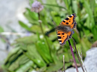 Un Aglais caschmirensiss, papillon posé sur une fleur de montagne