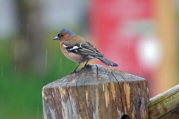 Pinson des arbres mâle sous une pluie battante