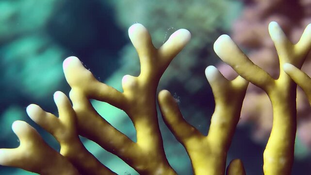 Extreme close-up of a branch of Net Fire Coral (Millepora dichotoma) against the backdrop of a coral reef, sun glare, tripod.
