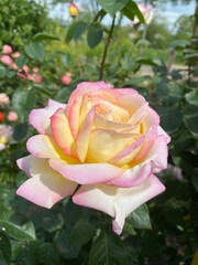 Pink rose 