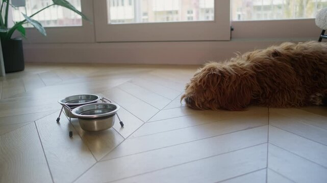 Hungry cute dog labradoodle lies on  floor in front of empty bowl and waits to be fed. Waiting for food while owner is not at home. Dog bored alone. 