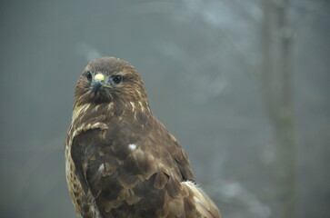 bird of prey