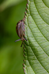 A macro photo of a snail on a leaf edge, at Barcombe Mills in Sussex