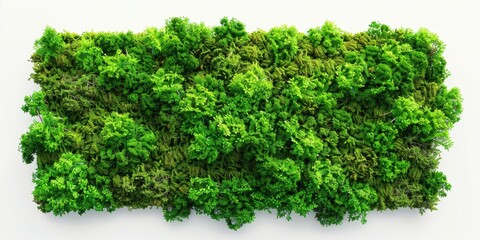 Fototapeta premium A close-up shot of a bunch of green plants