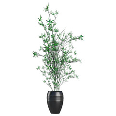 BAMBOO plant on isolated Canvas