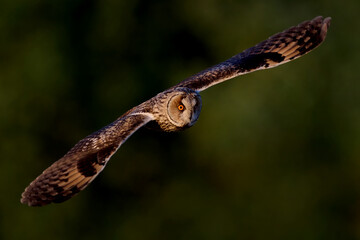 Long-eared owl (Asio otus)