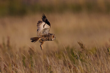Long-eared owl (Asio otus)