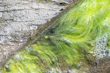 Filamentous green strands of photosynthetic algae.