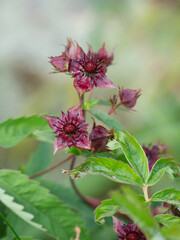 Unique purple red blooms of Potentilla comarum.