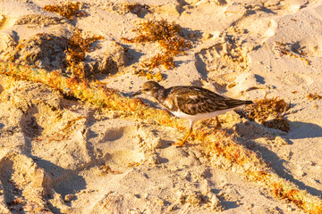 Sandpiper snipe sandpipers bird birds on beach sand in Mexico.