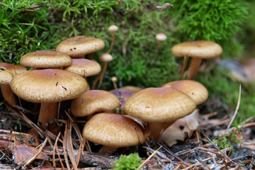 Mushrooms growing the forest in nature. mushroom fungi autumn concept. edible mushrooms growing in a forest. edible mushrooms growing in a lifestyle forest in nature.