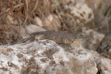 Iguana sits on rock in tropical jungle forest nature Mexico.
