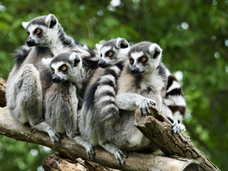 Nahaufnahme Lemur