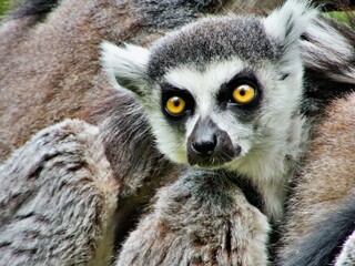 Nahaufnahme Lemur