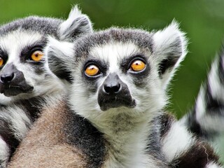 Nahaufnahme Lemur