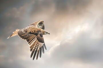 A close-up of a Red Kite, with a contemplative look, set against a muted sky in the serene fields of Lleida. Beautiful simple AI generated image in 4K, unique.