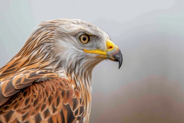 Fototapeta premium Schönheit des Waldes - Rotmilan. Beautiful simple AI generated image in 4K, unique.