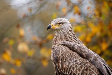 Obraz premium A close-up of a Red Kite, with a contemplative look, set against a muted sky in the serene fields of Lleida. Beautiful simple AI generated image in 4K, unique.