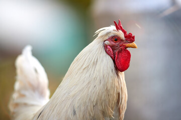 Close up portrait of a rooster